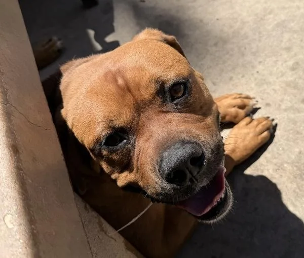 An adult large-sized male Pit Bull Terrier dog named Marco for adoption in San Diego, CA