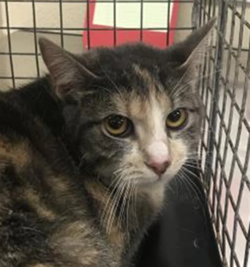 A young small-sized female Domestic Short Hair cat named Star for adoption in Conroe, TX