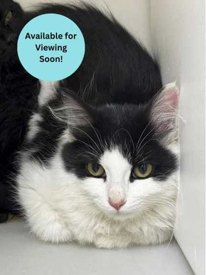 A young small-sized unknown Domestic Medium Hair cat named Minty for adoption in Kalispell, MT