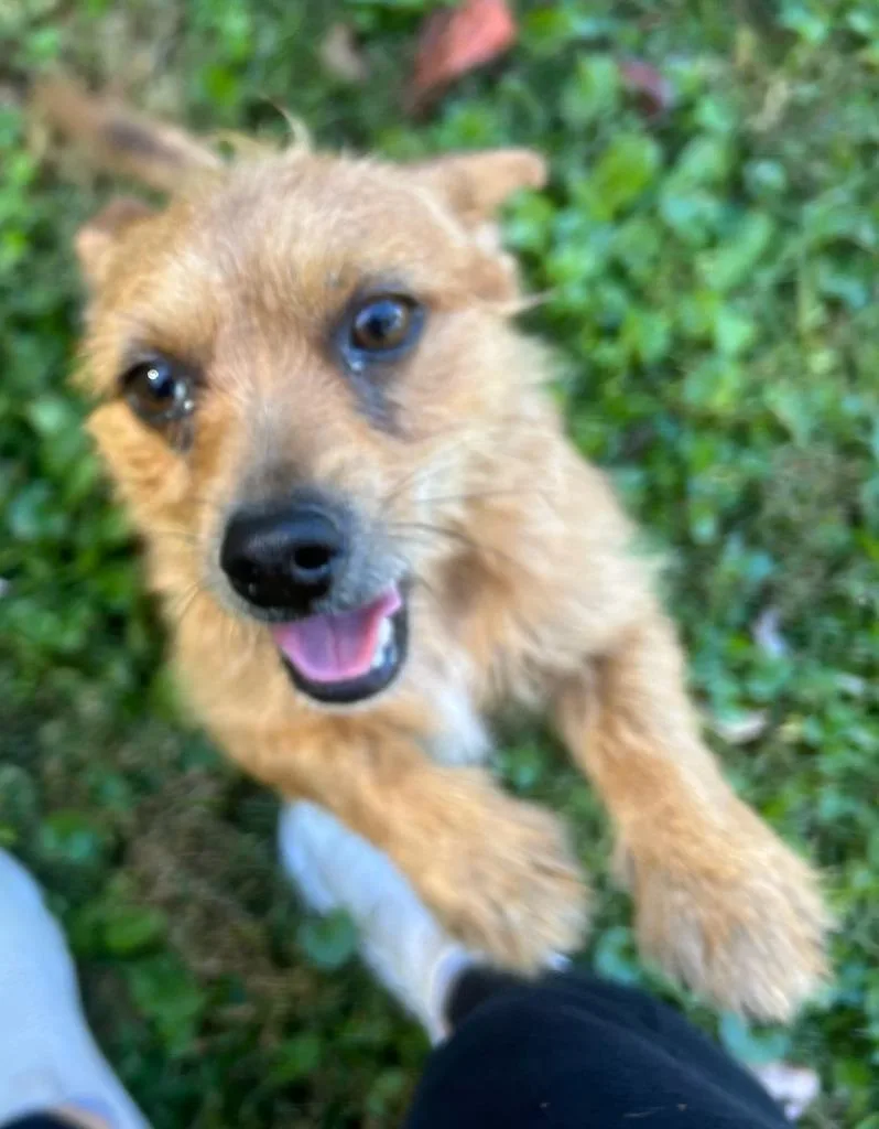 A young small-sized male Terrier dog named Tiny Tim for adoption in Blountville, TN