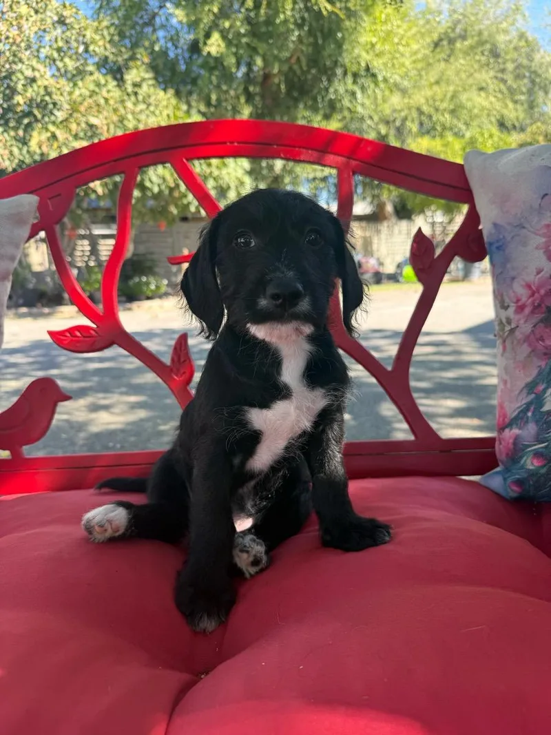 A young medium-sized male Black Goldendoodle dog named Stewart for adoption in Temecula, CA