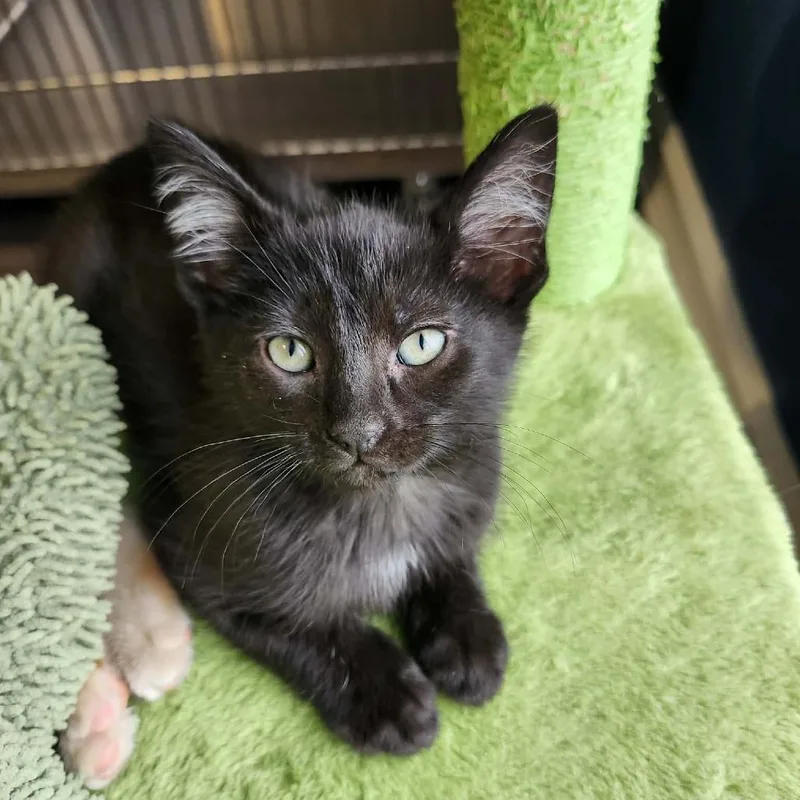 A baby small-sized male Black Domestic Short Hair cat named Jude for adoption in Plainfield, IL