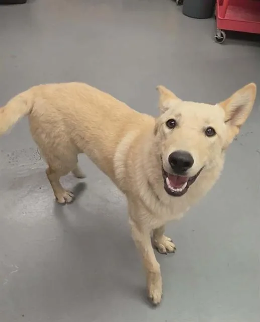 A young large-sized male White / Cream Shepherd dog named Luke for adoption in Phoenix, OR