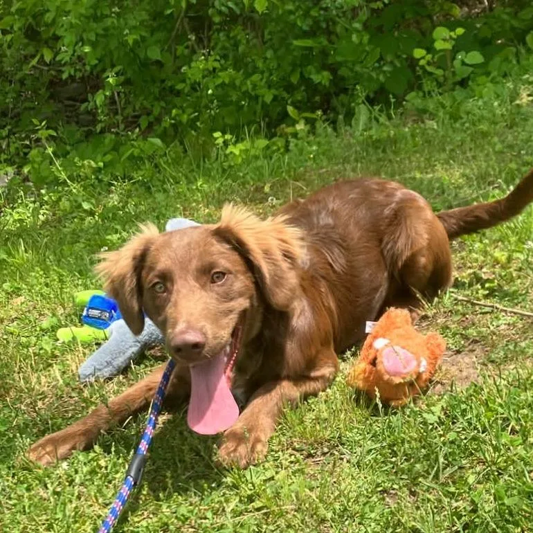 A young medium-sized male Brown / Chocolate Chocolate Labrador Retriever dog named Atticus for adoption in Fairfax Station, VA