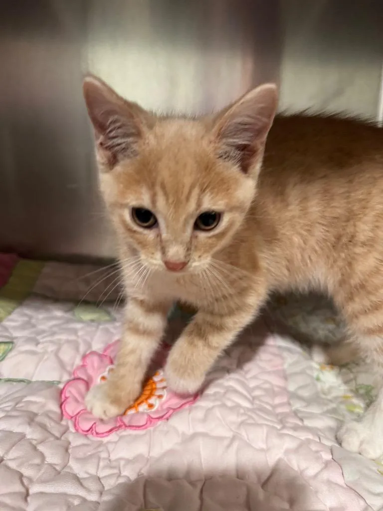 A baby medium-sized female Domestic Short Hair cat named Biscuits for adoption in Labelle, FL