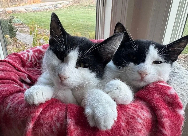 Bandit Boy thumbnail 2