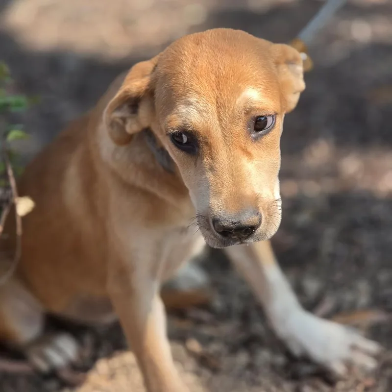 A baby medium-sized female Yellow / Tan / Blond / Fawn Yellow Labrador Retriever dog named Kalahari JuM for adoption in Austin, TX