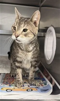 A senior medium-sized male Domestic Short Hair cat named Loki for adoption in San Pedro, CA