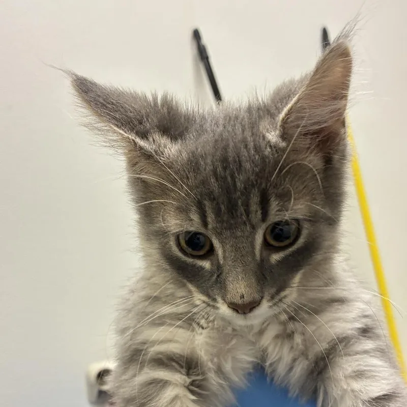 A baby small-sized male Gray / Blue / Silver Domestic Short Hair cat named 71511 for adoption in Harrisonburg, VA