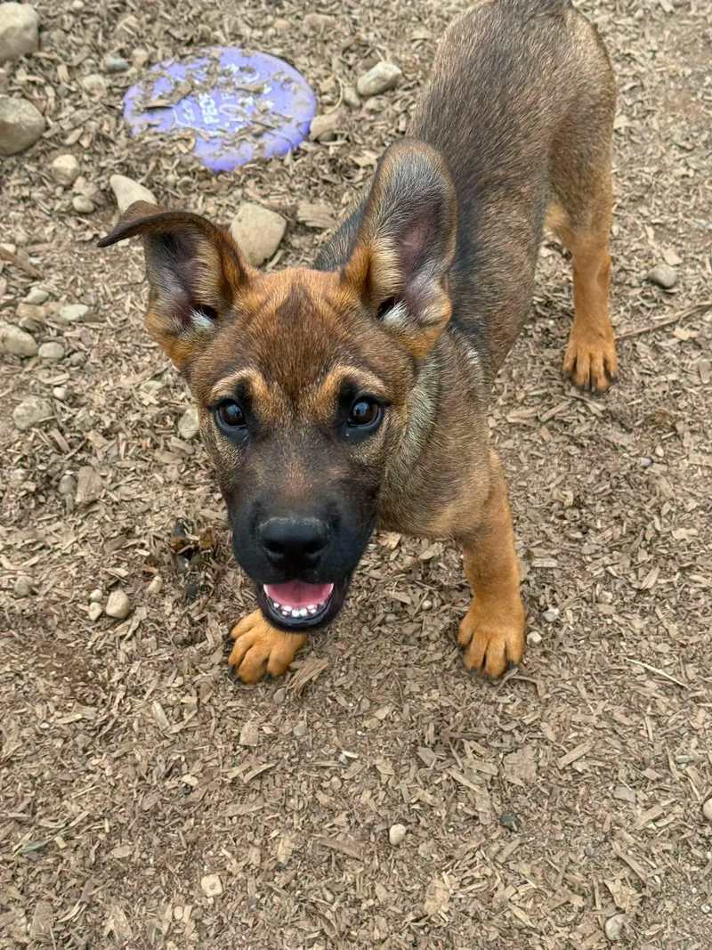 A baby small-sized male German Shepherd Dog dog named Uno for adoption in SPRINGFIELD, OH