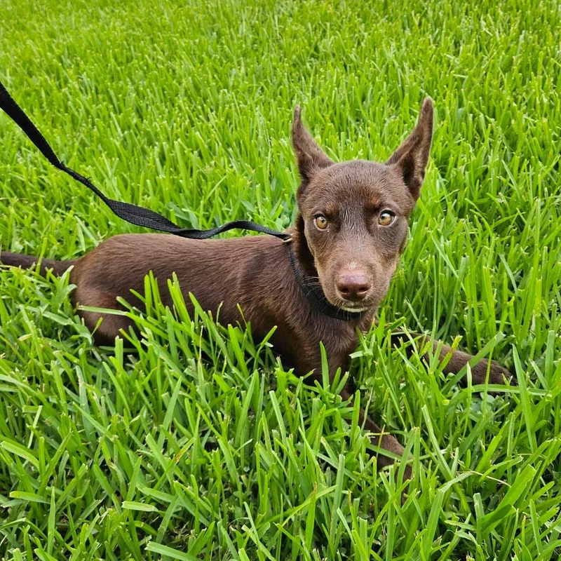 A baby small-sized female Brown / Chocolate Mixed Breed dog named Nena for adoption in Lake Jackson, TX