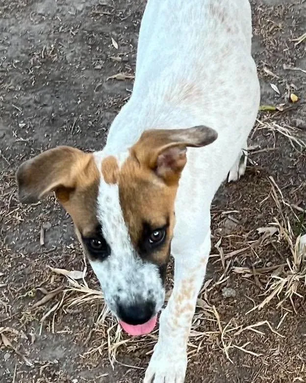 A baby medium-sized female Mixed Breed dog named Kenai for adoption in PLAINFIELD, CT