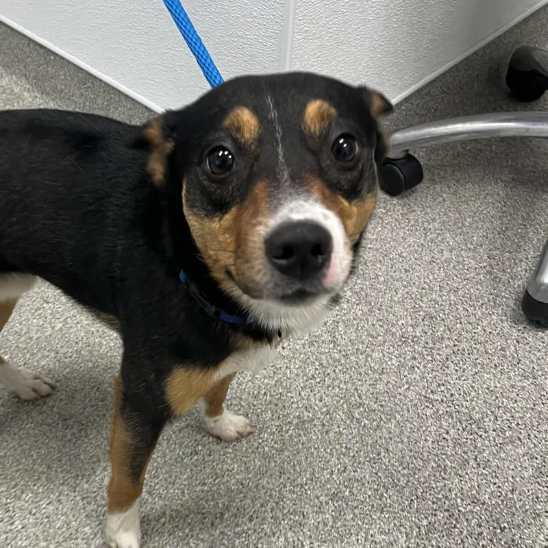 A young small-sized male Black Mixed Breed dog named Kubla Khan for adoption in Matteson, IL