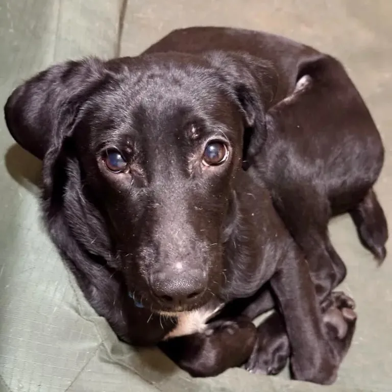 A young medium-sized male German Shorthaired Pointer dog named Cole for adoption in Ingleside, IL