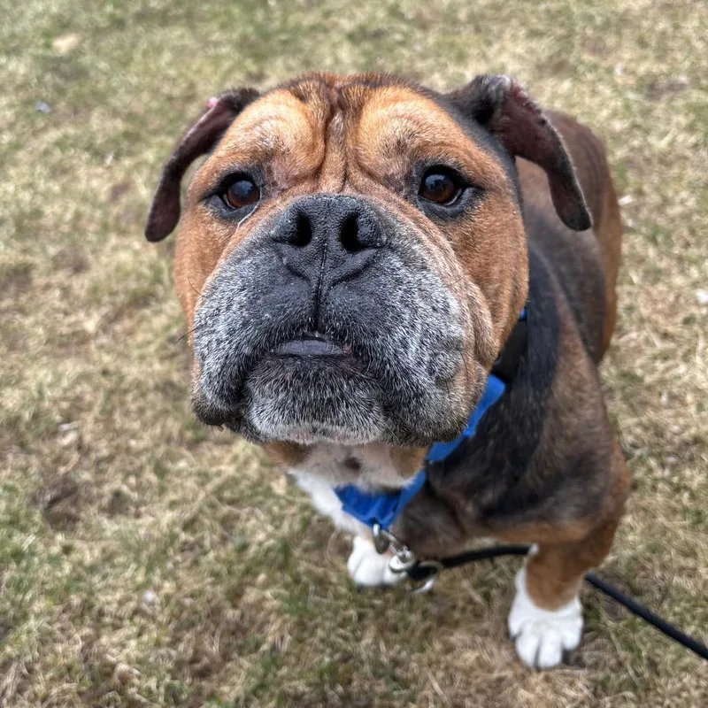 A senior large-sized male Brown / Chocolate English Bulldog dog named Mr. Worldwide for adoption in Brookfield, WI