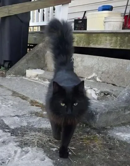 An adult large-sized male Domestic Short Hair cat named Afro Man for adoption in Berwick, PA