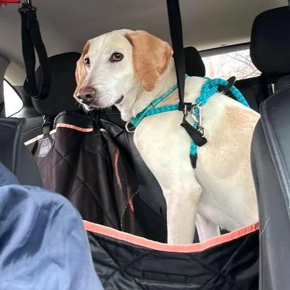 An adult medium-sized male White / Cream Mixed Breed dog named Apollo for adoption in Fredericksburg, VA