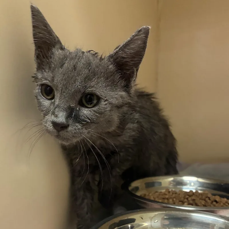 A baby small-sized male Gray / Blue / Silver Domestic Short Hair cat named Mordecai for adoption in Yuma, AZ