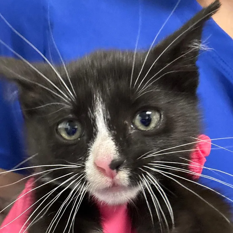 A baby small-sized female Black Domestic Short Hair cat named Flora for adoption in Greenville, SC