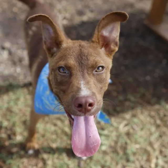 A young medium-sized male American Staffordshire Terrier dog named Stanley for adoption in San Antonio, TX