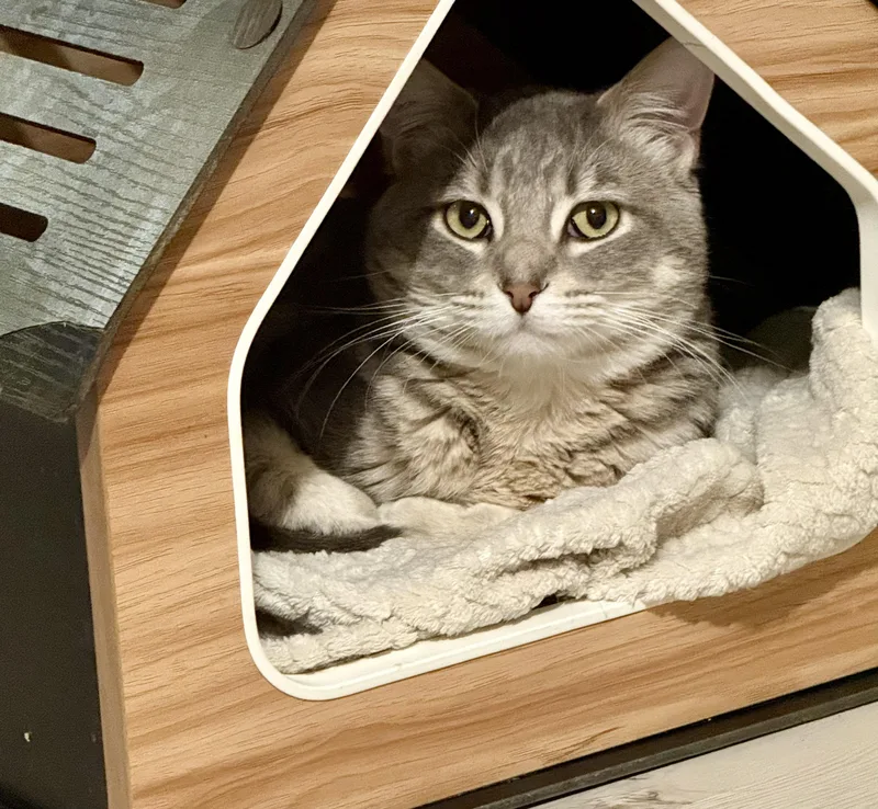 A young medium-sized male Tabby (Gray / Blue / Silver) Domestic Short Hair cat named Rj for adoption in Stoughton, WI