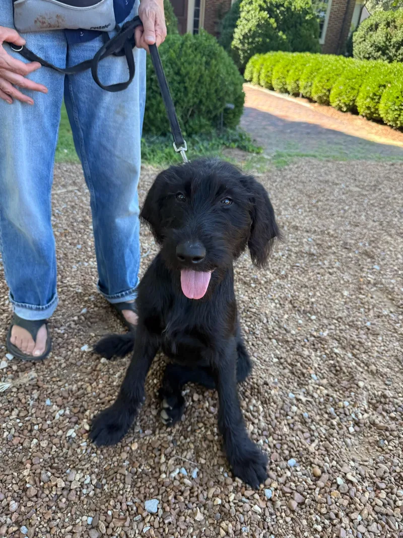 A young medium-sized female Black Giant Schnauzer dog named Dracy COMING SOON for adoption in Nashville, TN