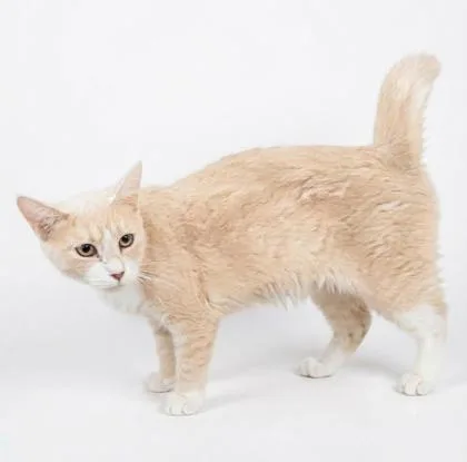 An adult small-sized female Domestic Short Hair cat named Sierra for adoption in Cumming, GA