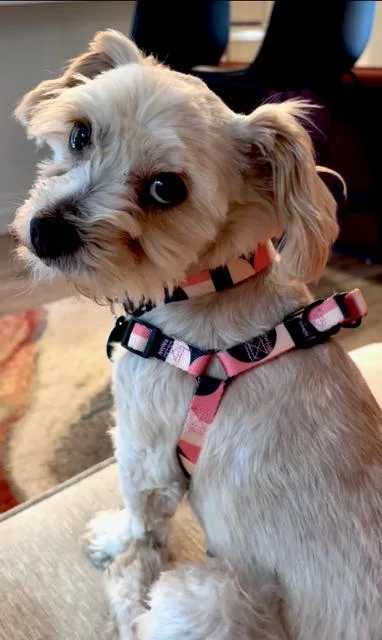 Gidget