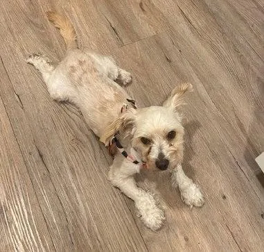 Gidget thumbnail 2