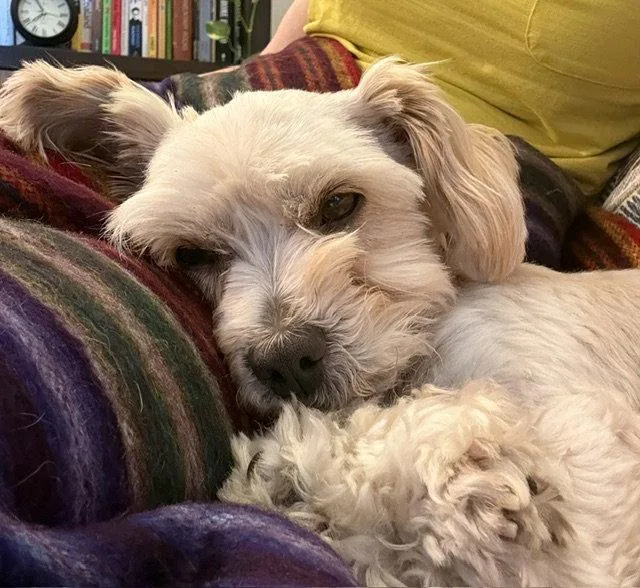 Gidget thumbnail 3