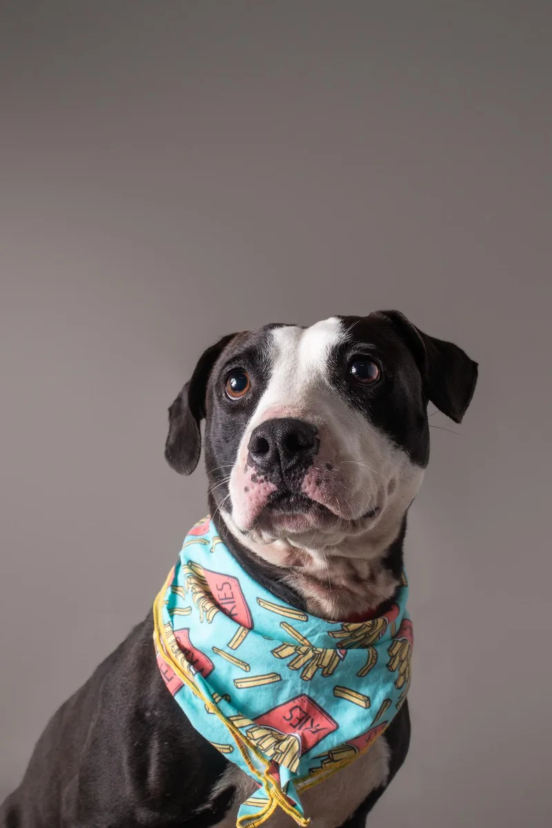 An adult medium-sized female Pit Bull Terrier dog named Perrilloux for adoption in Plaquemine, LA