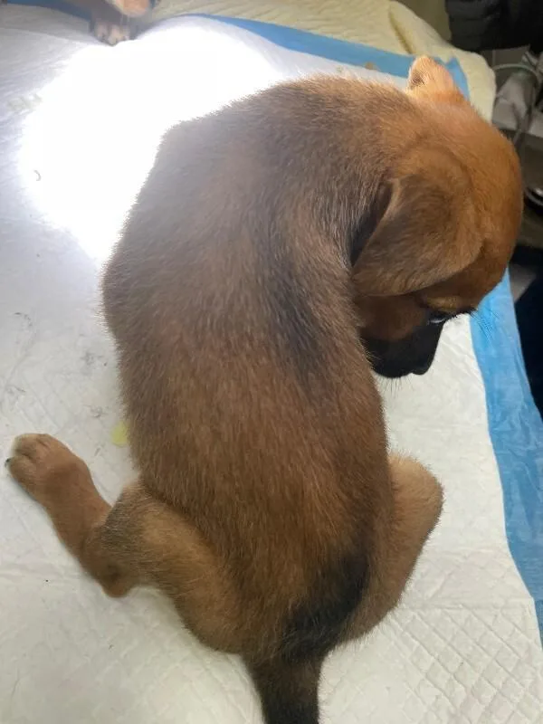 A young medium-sized male Brown / Chocolate Mixed Breed dog named Friday for adoption in Cincinnati, OH