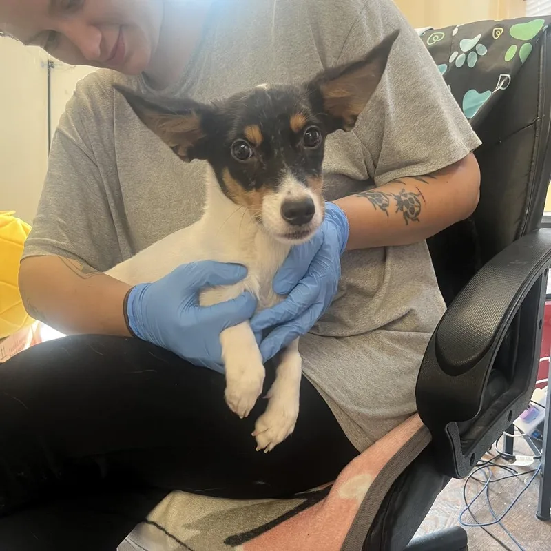 A young small-sized female White / Cream Chihuahua dog named Nora for adoption in Pasadena , MD