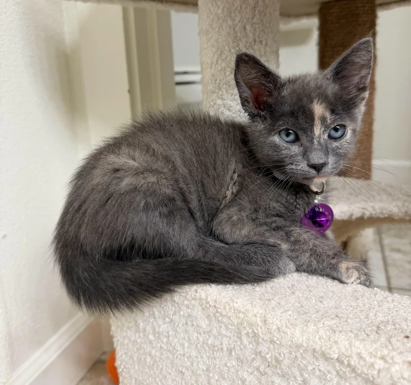 A baby medium-sized female Dilute Tortoiseshell cat named Laverne for adoption in Pasco, WA