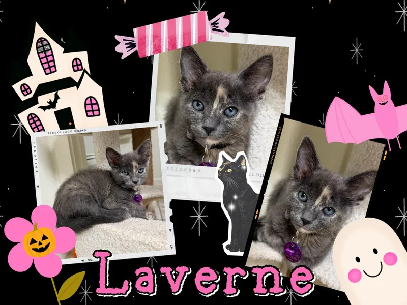 Laverne thumbnail 5