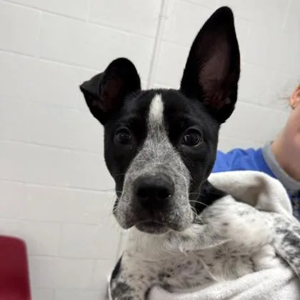 A baby medium-sized male Mixed Breed dog named Duck for adoption in Voorhees, NJ