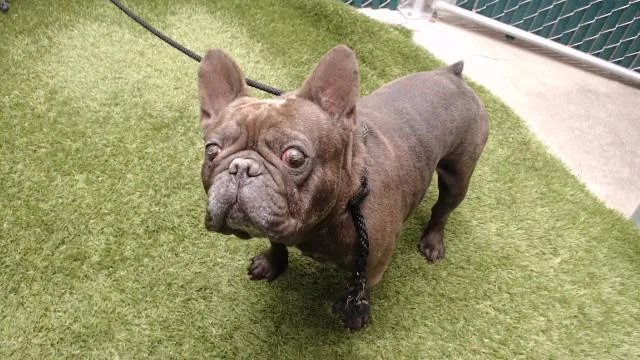 An adult medium-sized male French Bulldog dog named Cash for adoption in Downey, CA