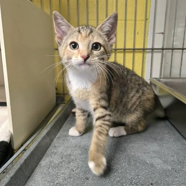 A baby small-sized female Domestic Short Hair cat named Bread for adoption in Easton, MD