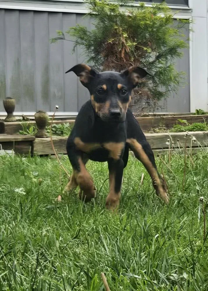 Nellie