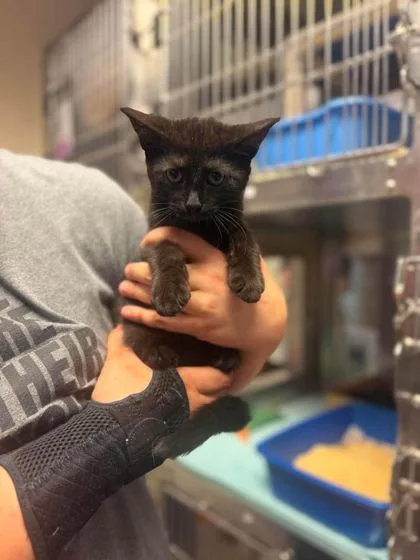 A baby small-sized male Domestic Short Hair cat named Oscar for adoption in West Chester, PA