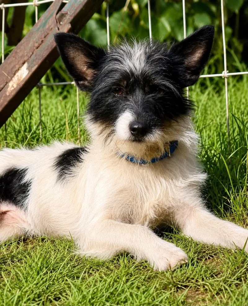 An adult small-sized female Jack Russell Terrier dog named Fig Newton for adoption in New Baltimore, MI