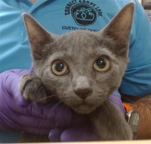 A baby small-sized male Domestic Short Hair cat named Rhino for adoption in Miami, FL