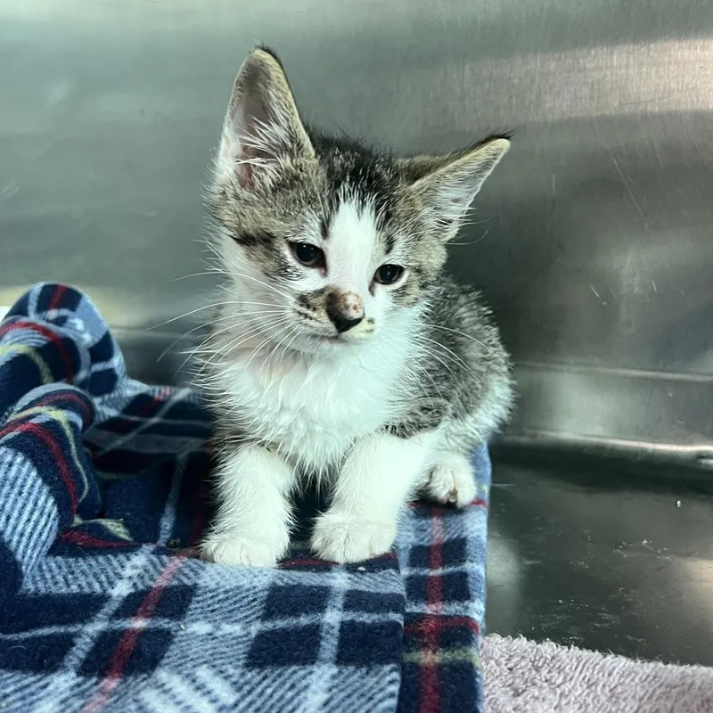 A baby small-sized male Brown / Chocolate Domestic Short Hair cat named Rusty for adoption in Matteson, IL