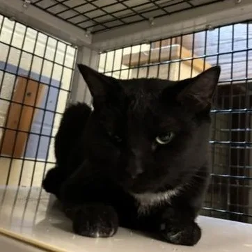 A young medium-sized male Black Domestic Short Hair cat named McKinnon for adoption in Braintree, MA