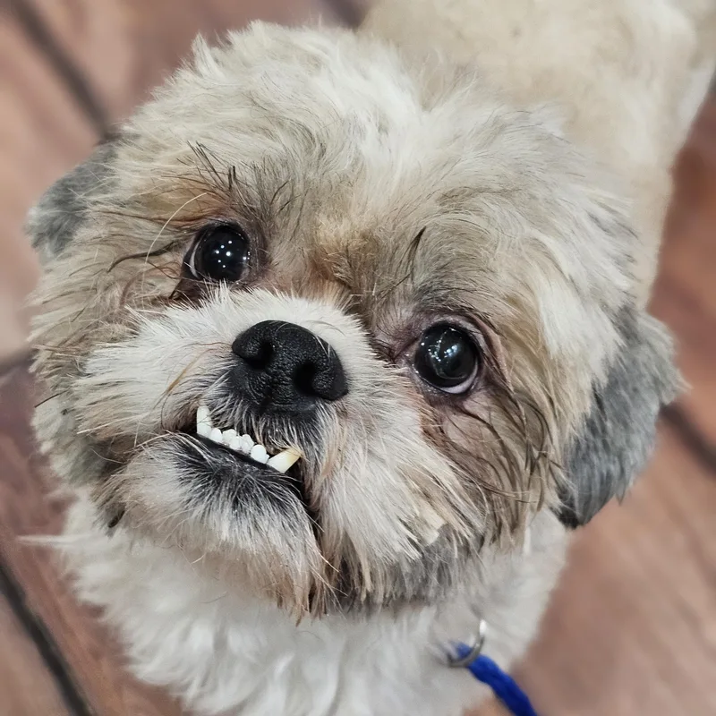 Hudson So Il thumbnail 3