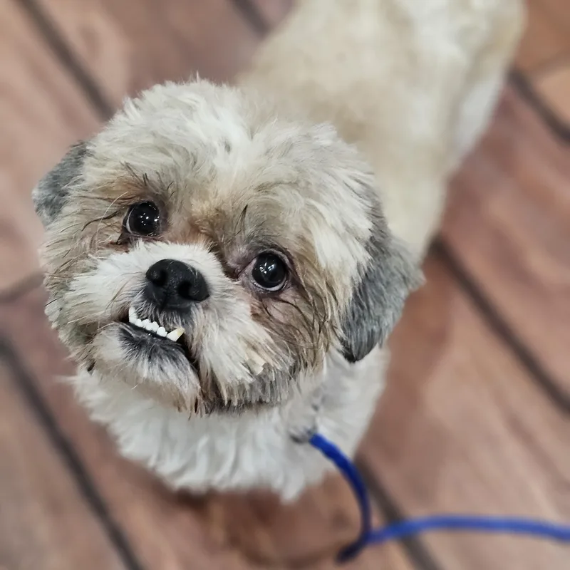 Hudson So Il thumbnail 4