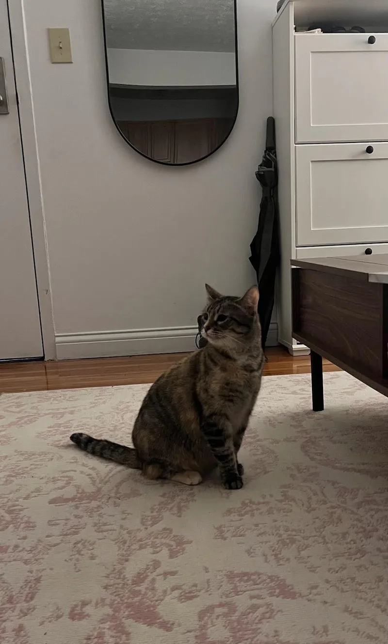 An adult medium-sized female Tortoiseshell Domestic Short Hair cat named Barbara for adoption in Cincinnati, OH