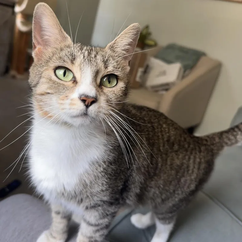 An adult medium-sized female Brown / Chocolate Domestic Short Hair cat named Toyotathon for adoption in Wilmington, DE