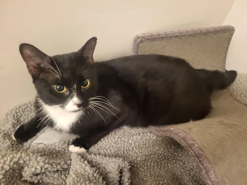 A young medium-sized male Black & White / Tuxedo American Bobtail cat named Bobbie Bobtail for adoption in Bennington, VT