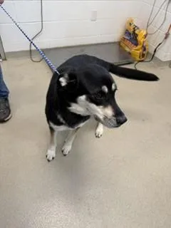 An adult small-sized female German Shepherd Dog dog named Tina for adoption in Haw River, NC
